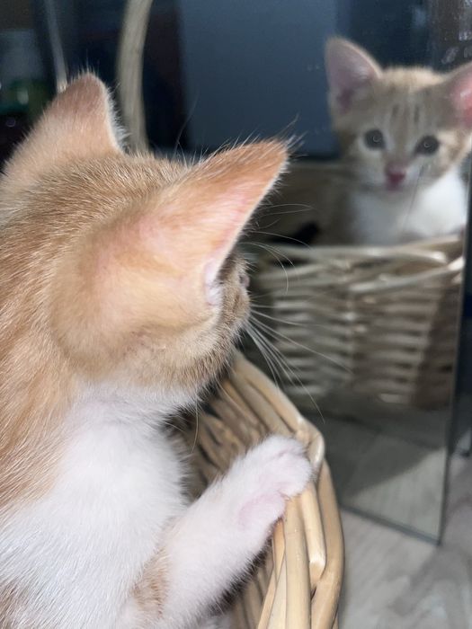 Котёнок девочка ищет дом
