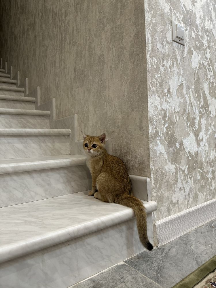 Золотая шиншилла