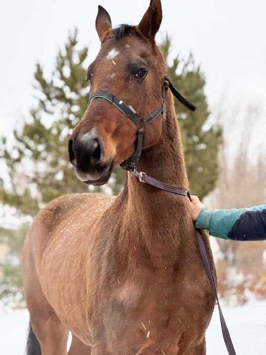 Продаётся лошадь