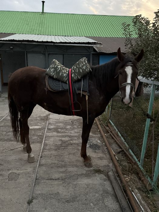 Кобыла, лошадь, бие