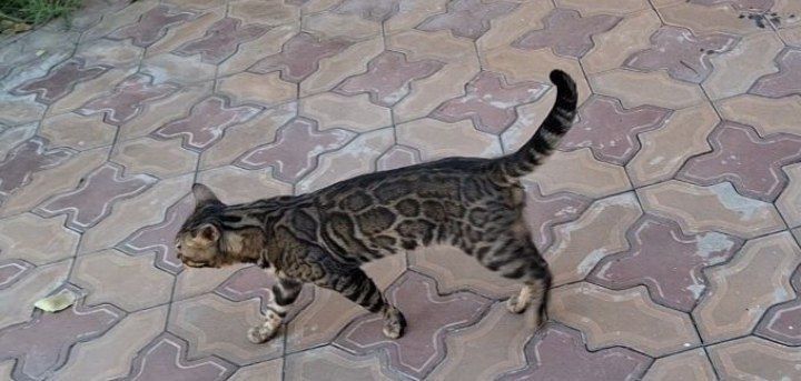 Uyingizda Leopard boqishni hech orzu qilganmisiz