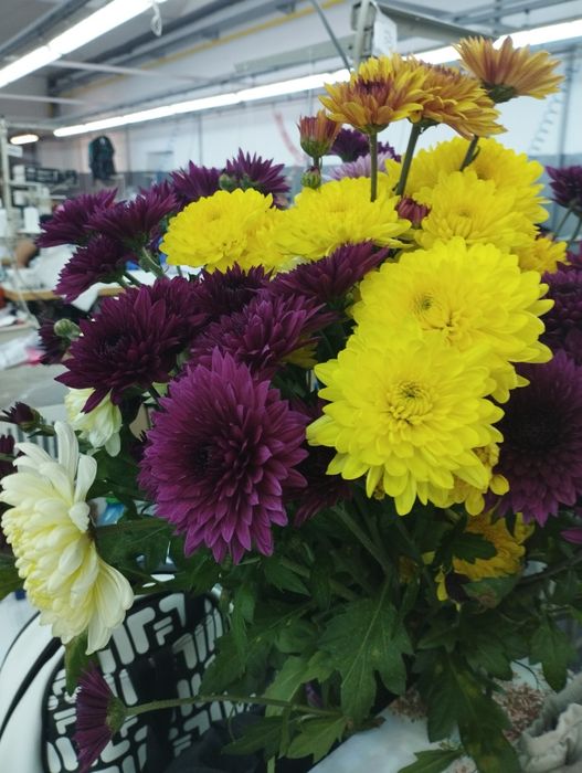 Gradina lui Sari cu crizanteme