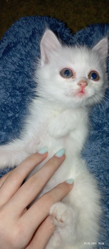 Котенок ищет дом возраст 2 месяца к лотку приучен