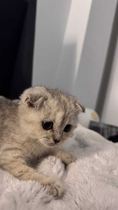 Продаётся котёнок серебристая шиншилла скоттиш фолд