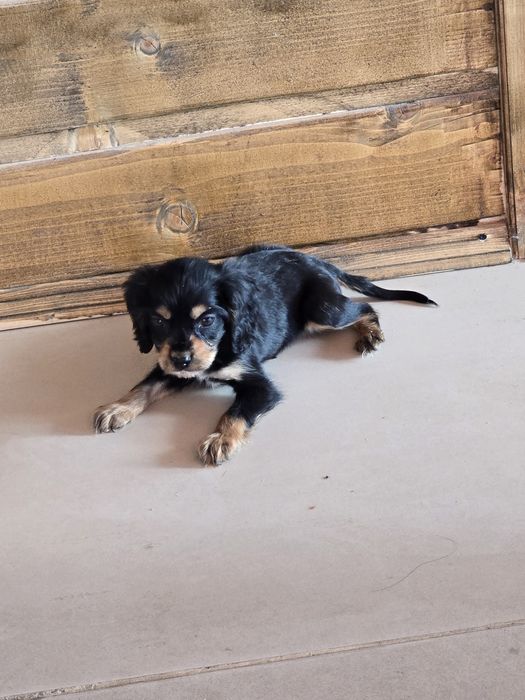 Кокер шпаньол бебета