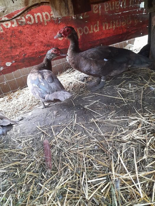 Rate lesesti,Mute ciocolatii