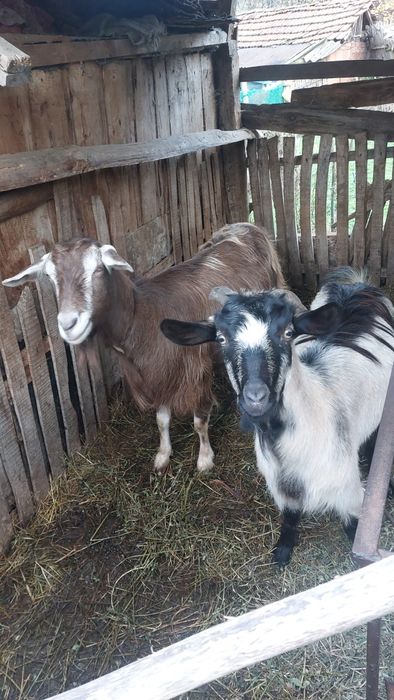 Две кози - на 4 и на 2 години