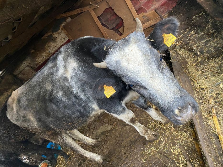 Vând vaca și vitea