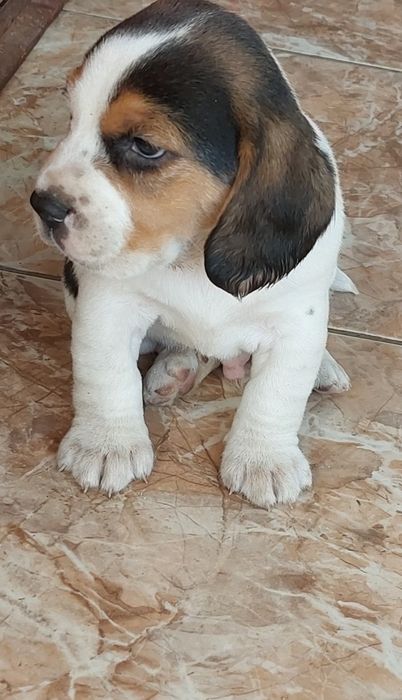 Малки бигълчета търсят своето голямо приключение.