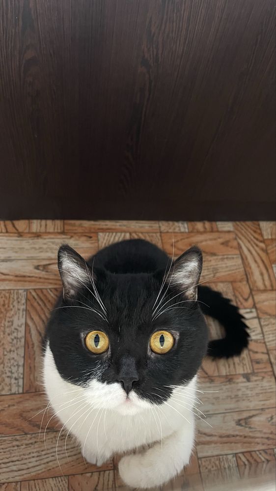 Шотландский кот,