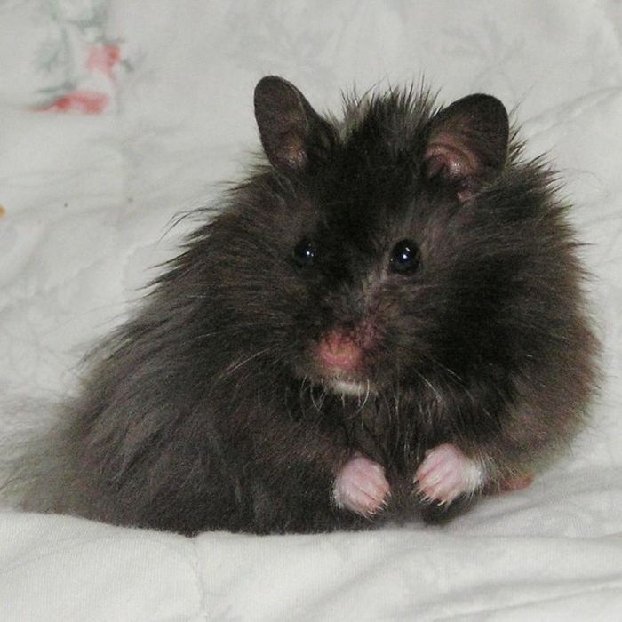 Сирийские хомячки вместе с клеткой