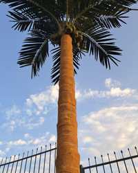 Пальма,Пальма искуственный Создай Тропической отмосферу