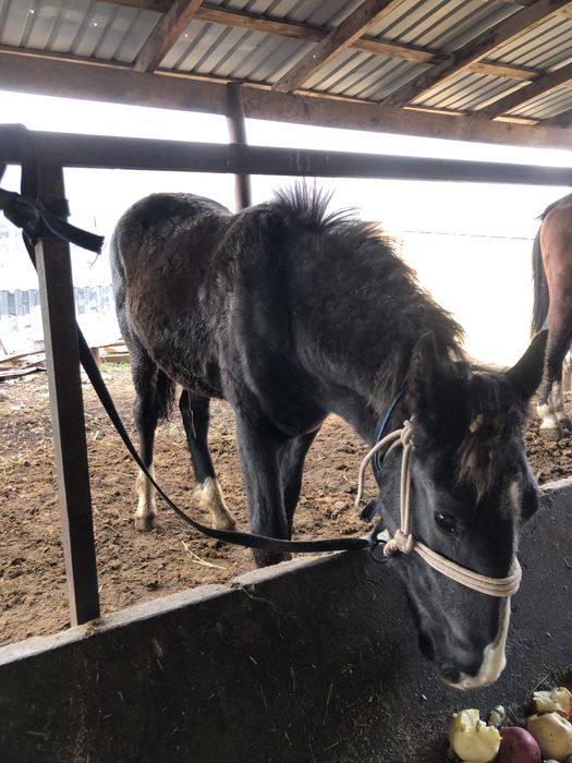 Жабагы 11ай жорга