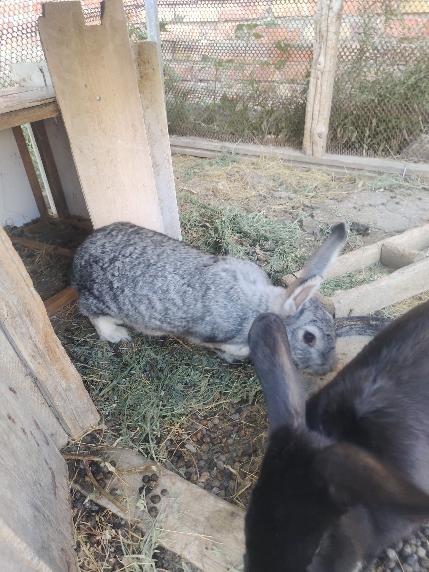 Кролики коян домашний