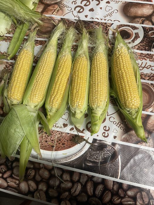 Vand porumb zaharat desert 78