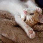 Спокойная Моня - кошки от МБфондаЗЖ