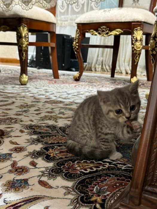 Scottish straight kittens (Шотландские котята)