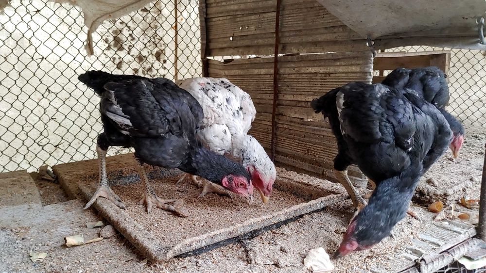 КО ШАМО японка хуроз жужалари сотилади