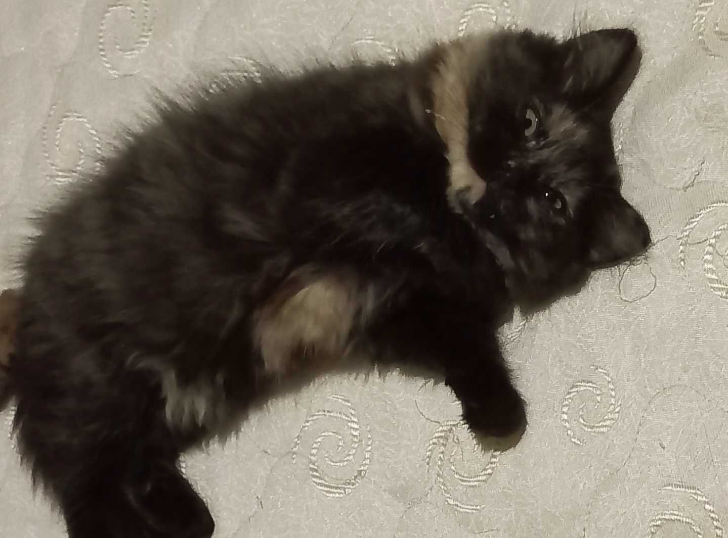 Котенцe на 3 месеца полуперсийско