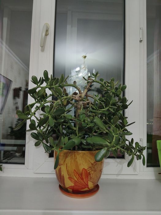 Продам цветок Толстянка (денежное дерево)