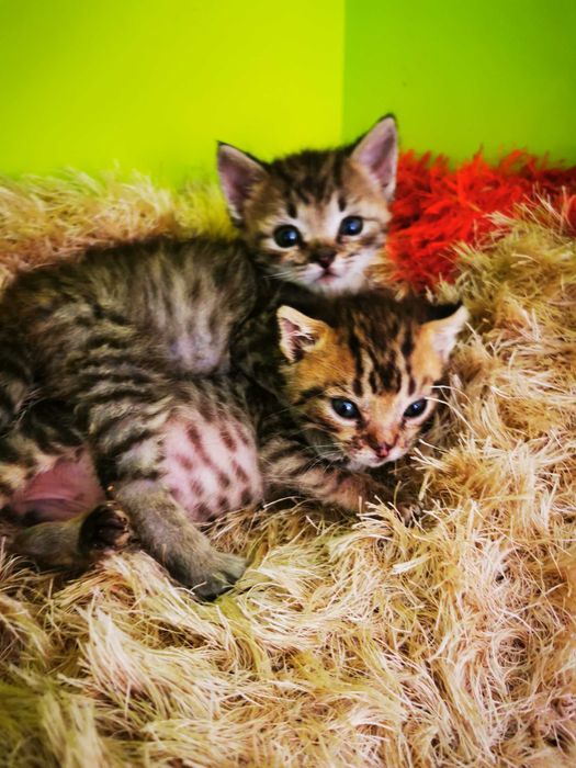 Отдам в добрые руки