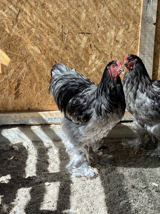 Vand gaini si cocosi brahma albastru,negru,splash