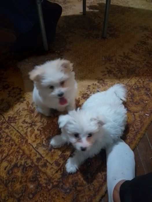 Болонки на 60 дни