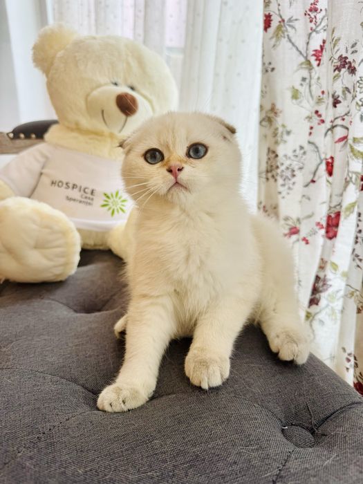 Baietel scottish fold superb, exemplar concurs.