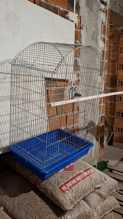 Ръчнохранен социален вълнист изложбен папагал