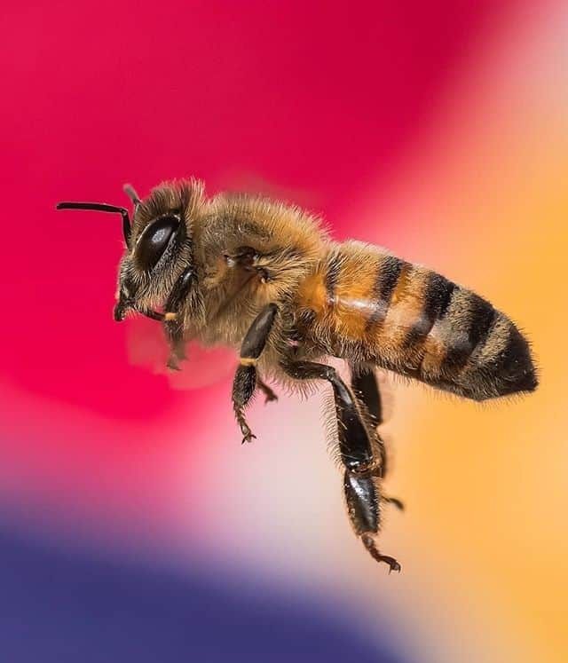 Полифлорен пчелен мед (билков)