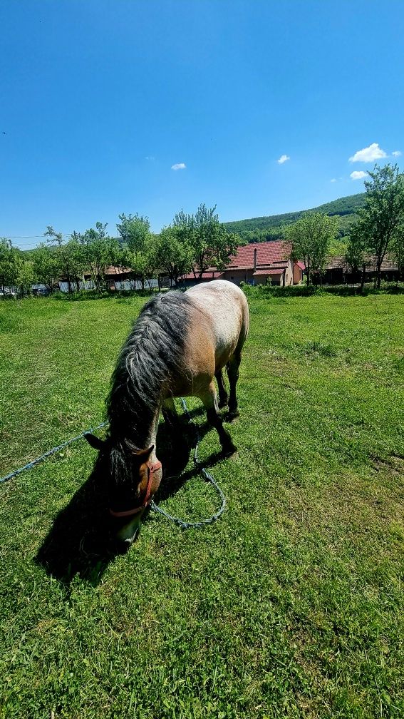 Mănză de vânzare cu acte