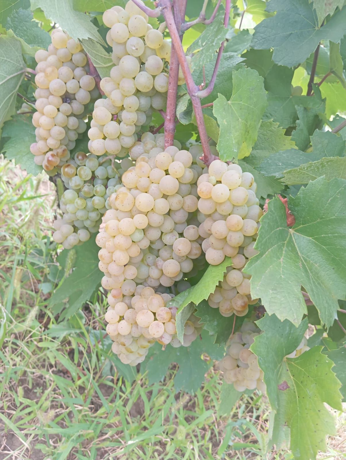 Struguri de vin / sau must