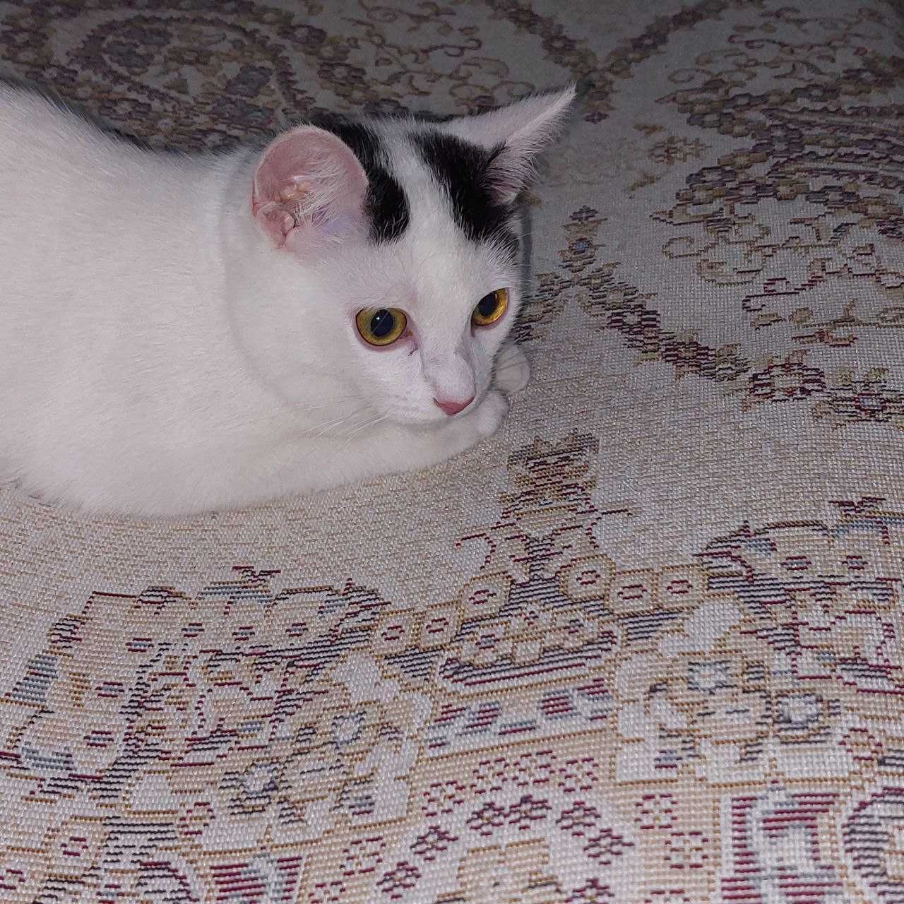 Отдам котёнка в добрые руки
