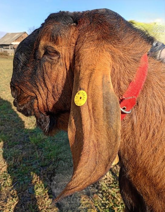 Anglonubiana la prima fătare.