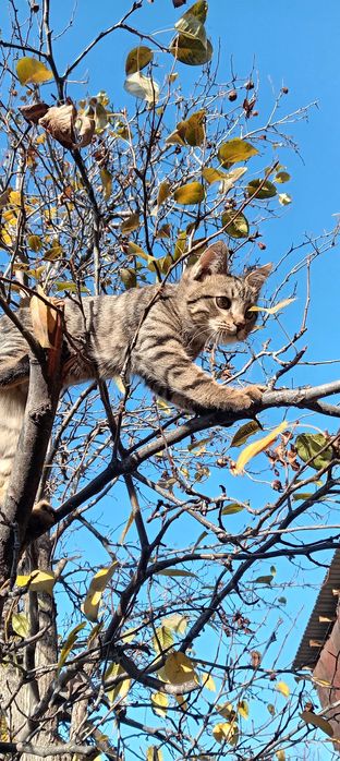Отдам котёнка в хорошие руки