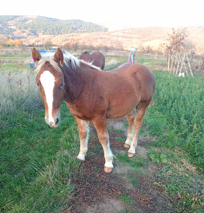 Mânz armăsar în vârstă de 6 luni