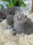 British blue fetita