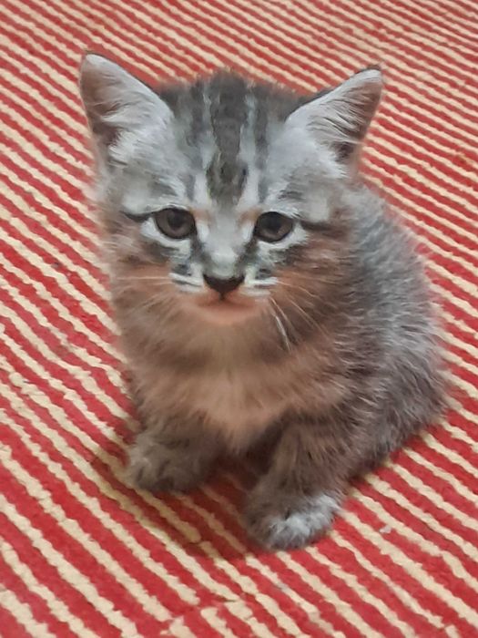 котята в Ургенче
