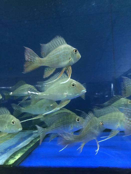 Geophagus Proximus
