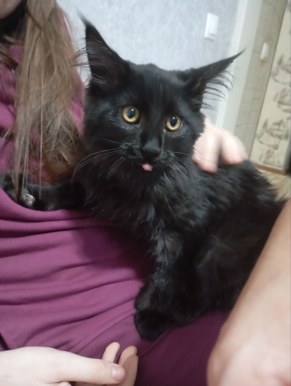 Передержка кошек