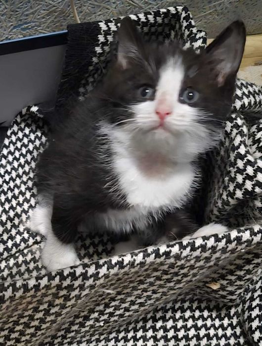 Отдам в добрые руки котенка, мальчик