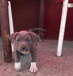 Pui de câine disponibili, sănătoși, cu carnet, 1M + 3F