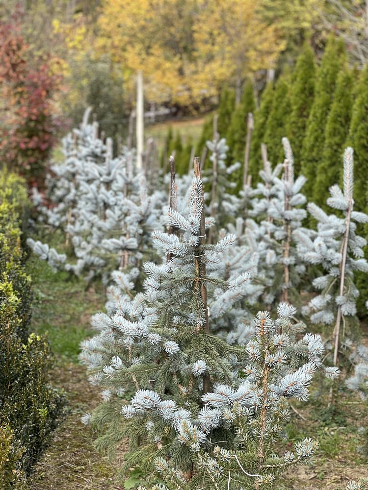 Plante ornamentale din pepiniera romaneasca, amenajari gradini, tuia