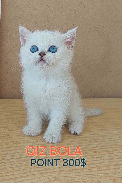 Британские шиншилла зоти тоза 1.5 ойлик лоток б.и житкис ва сухой. кор