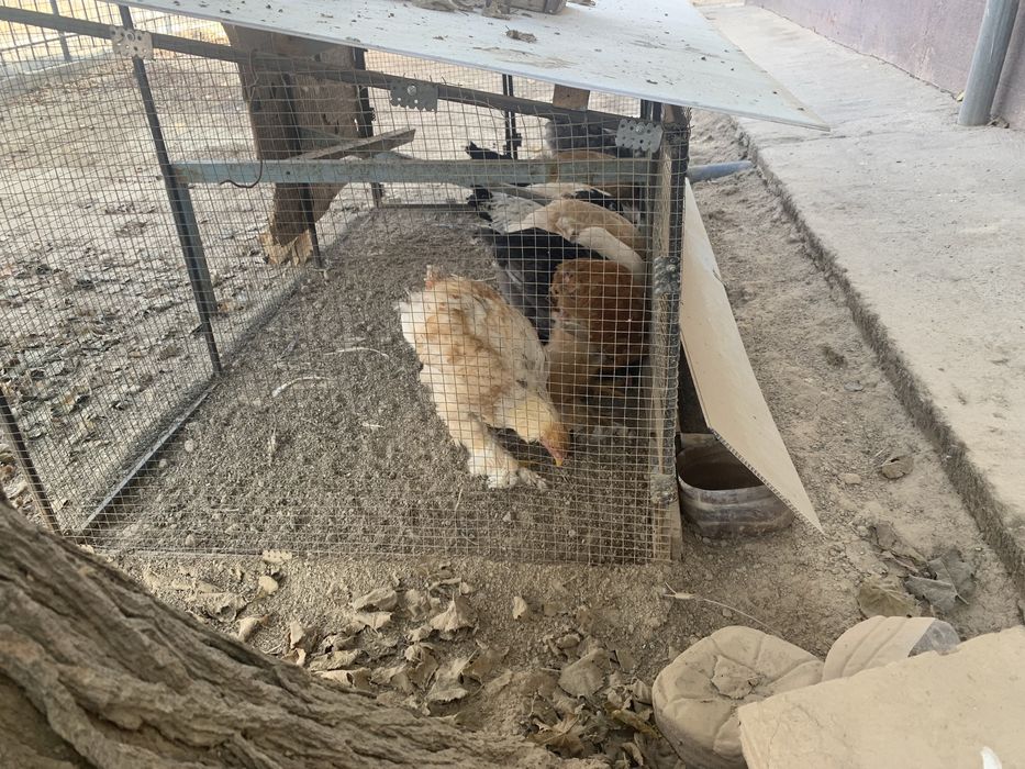 Брама товуклари 9таси сотилади