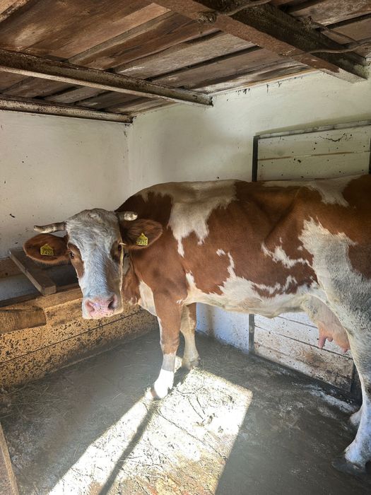 Vaca cu doi vitei