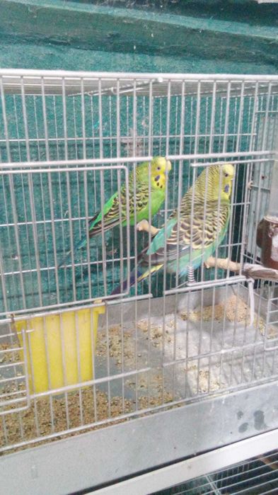 Peruși SemiStandard Pereche Schimb