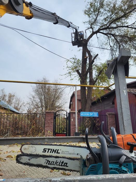 Спил распил дерево обрезка плодовых деревьев