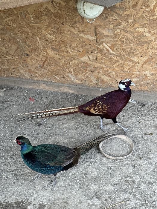 Fazani comuni si tenebros