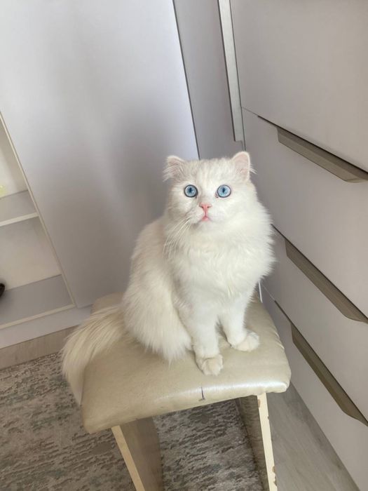 Вязкага: Турецкая ангора